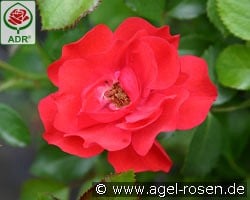 Canzonetta kaufen, click for more details Canzonetta