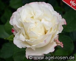 Carmagnole kaufen, click for more details Carmagnole