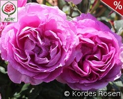 Carmen Würth kaufen, click for more details Carmen Würth