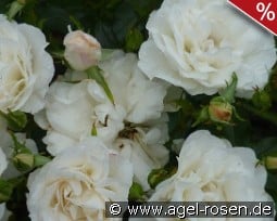 Carte Blanche kaufen, click for more details Carte Blanche