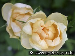 Casanova kaufen, click for more details Casanova