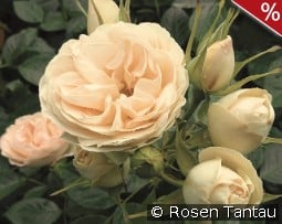 Champagne Rokoko kaufen, click for more details Champagne Rokoko