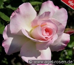 Charles Aznavour syn. Matilda kaufen, click for more details Charles Aznavour syn. Matilda