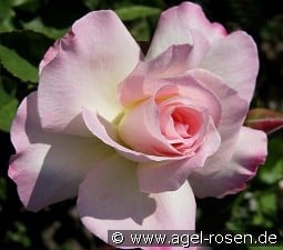 Charles Aznavour syn. Matilda kaufen, click for more details Charles Aznavour syn. Matilda