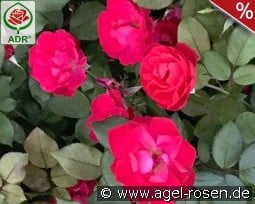 Cherry Bonica kaufen, click for more details Cherry Bonica