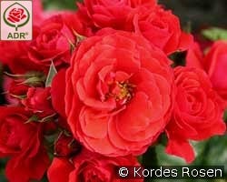 Cherry Girl kaufen, click for more details Cherry Girl