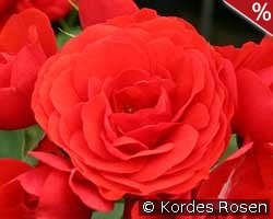 Chica Flower Circus kaufen, click for more details Chica Flower Circus