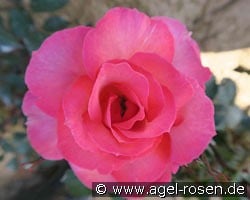 Christine Ottilie von Mondorf kaufen, click for more details Christine Ottilie von Mondorf