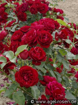 Coeurs de Vendee kaufen, click for more details Coeurs de Vendee