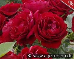 Coeurs de Vendee kaufen, click for more details Coeurs de Vendee