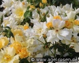 Coloma kaufen, click for more details Coloma