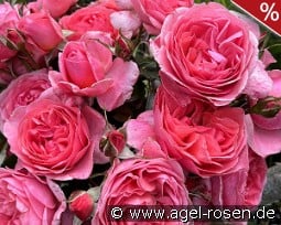 Comtesse Liger-Belair kaufen, click for more details Comtesse Liger-Belair