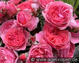 Comtesse Liger-Belair kaufen, click for more details Comtesse Liger-Belair