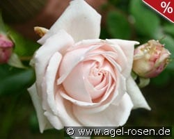 Constanze Mozart kaufen, click for more details Constanze Mozart