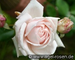 Constanze Mozart kaufen, click for more details Constanze Mozart