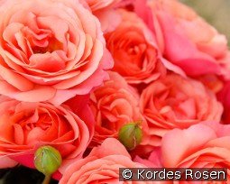 Coral Lions Rose