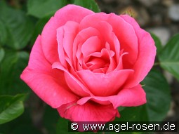 Csárdás kaufen, click for more details Csárdás