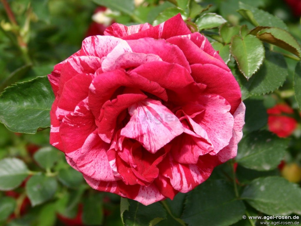 Buy Deep Impression ® – Floribunda Rose – AGEL ROSEN