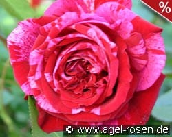 Deep Impression kaufen, click for more details Deep Impression