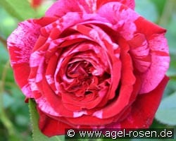 Deep Impression kaufen, click for more details Deep Impression