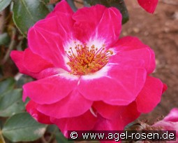 Dessert kaufen, click for more details Dessert