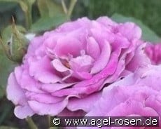 Deutsche Welle kaufen, click for more details Deutsche Welle