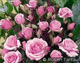 Diadem kaufen, click for more details Diadem