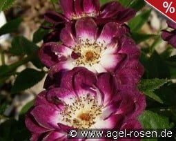 Diamond Eyes kaufen, click for more details Diamond Eyes