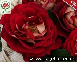 Die Sehenswerte kaufen, click for more details Die Sehenswerte