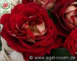 Die Sehenswerte kaufen, click for more details Die Sehenswerte