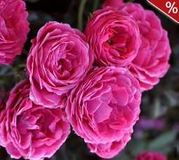 Dolce syn. Taste of Love