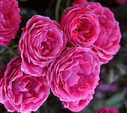 Dolce syn. Taste of Love