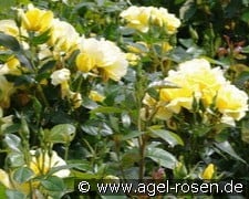 Donaugold kaufen, click for more details Donaugold