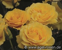 Doris Day kaufen, click for more details Doris Day