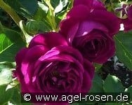 Ebb Tide syn. Purple Eden kaufen, click for more details Ebb Tide syn. Purple Eden