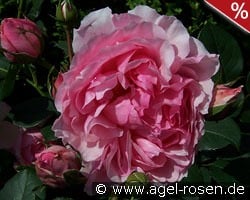 Eckart Witzigmann kaufen, click for more details Eckart Witzigmann