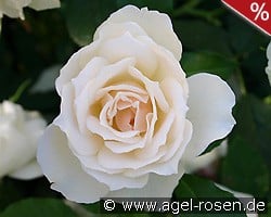 Edelweiß kaufen, click for more details Edelweiß