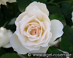 Edelweiß kaufen, click for more details Edelweiß