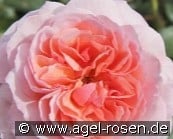 Eeuwige Passie kaufen, click for more details Eeuwige Passie