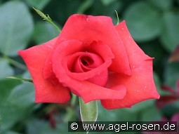 Effekt kaufen, click for more details Effekt