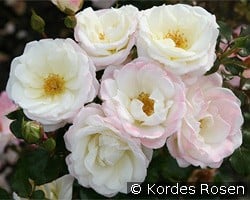 Eisprinzessin kaufen, click for more details Eisprinzessin