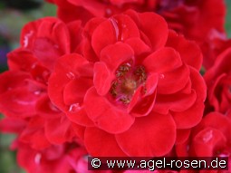 Elbeglut kaufen, click for more details Elbeglut