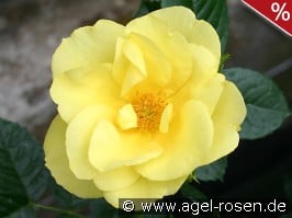 Elbegold