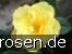 Elbegold