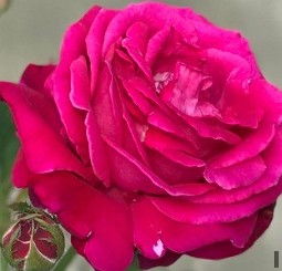 Elegance Francaise