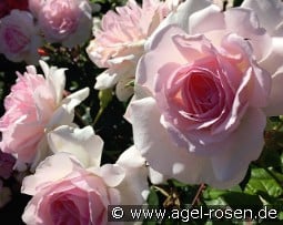 Emmelie De Forest Forever - Plant'n'Relax kaufen, click for more details Emmelie De Forest Forever - Plant'n'Relax