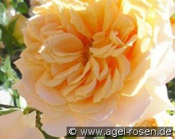 Erdinger Weißbräu Rose