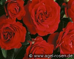 Erfordia kaufen, click for more details Erfordia