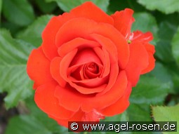 Esprit kaufen, click for more details Esprit