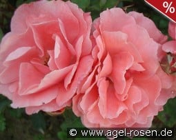 Favori syn Favorite kaufen, click for more details Favori syn Favorite